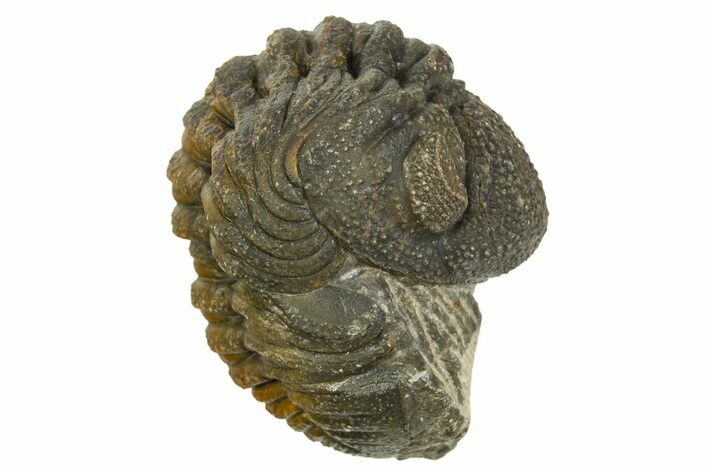 Wide, Curled Morocops Trilobite - Morocco #323238